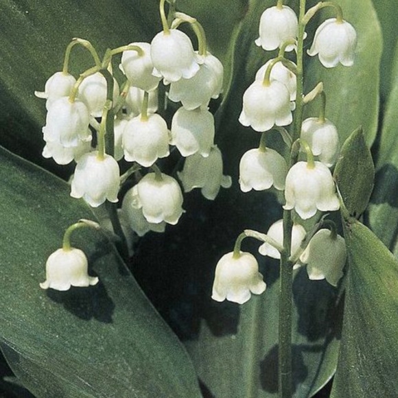 Meet your Posher, Isa - Picture 1 of 1